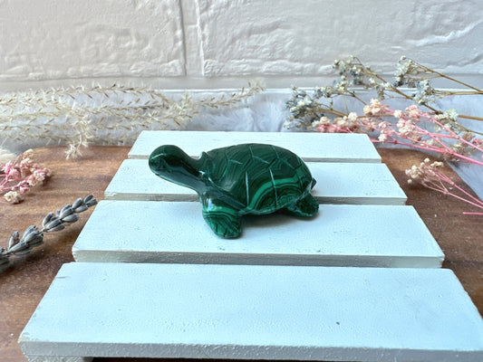 Small Malachite Turtle