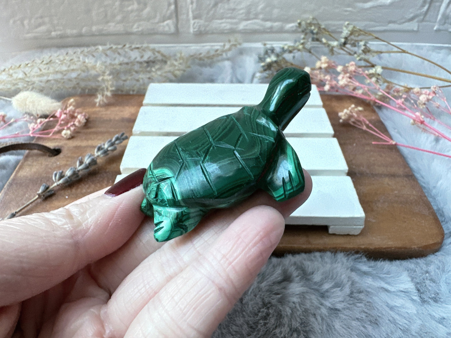 Small Malachite Turtle