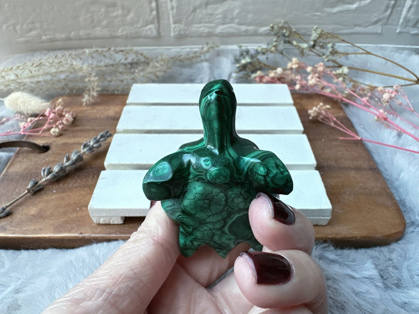 Small Malachite Turtle