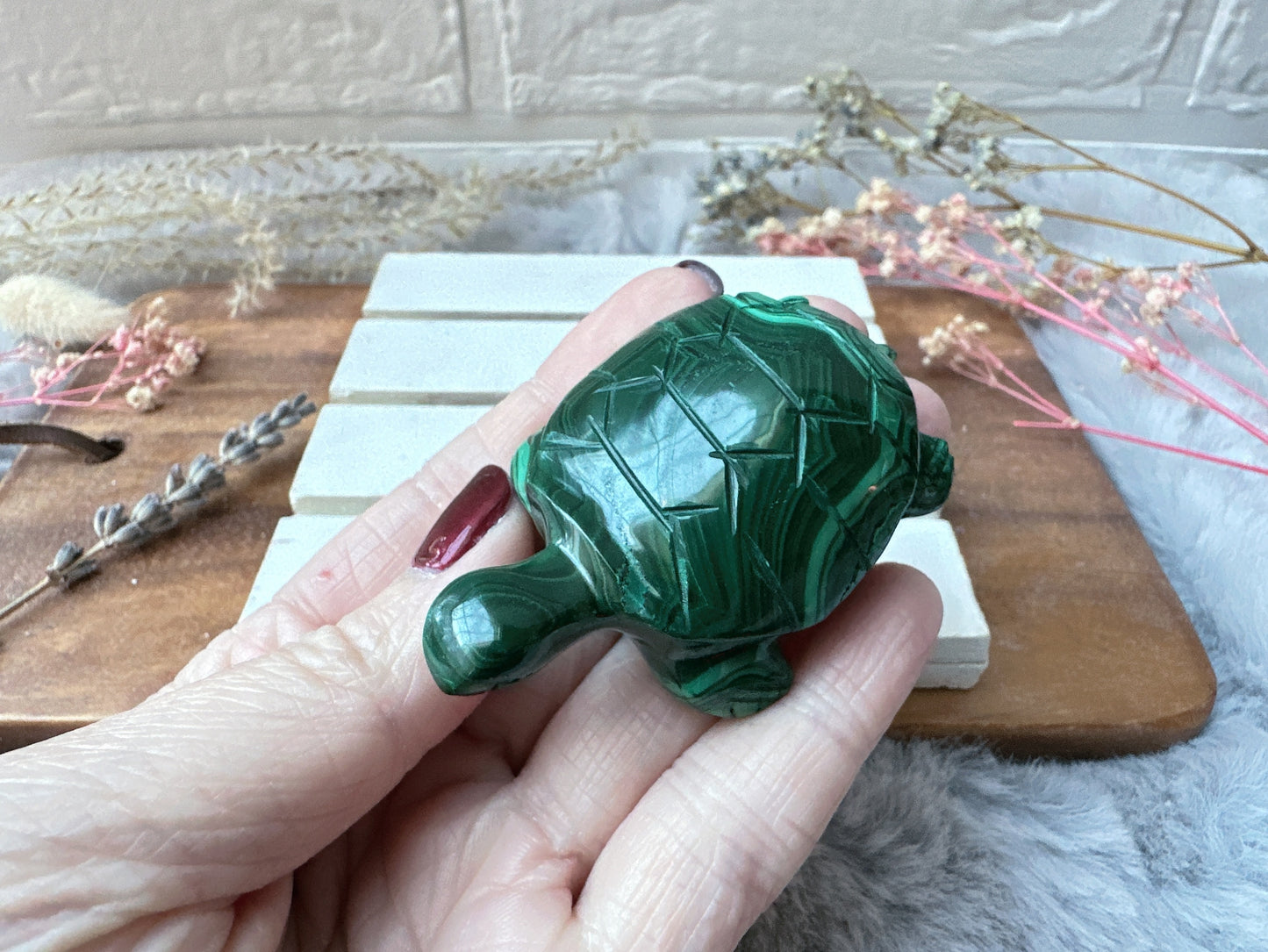 Small Malachite Turtle