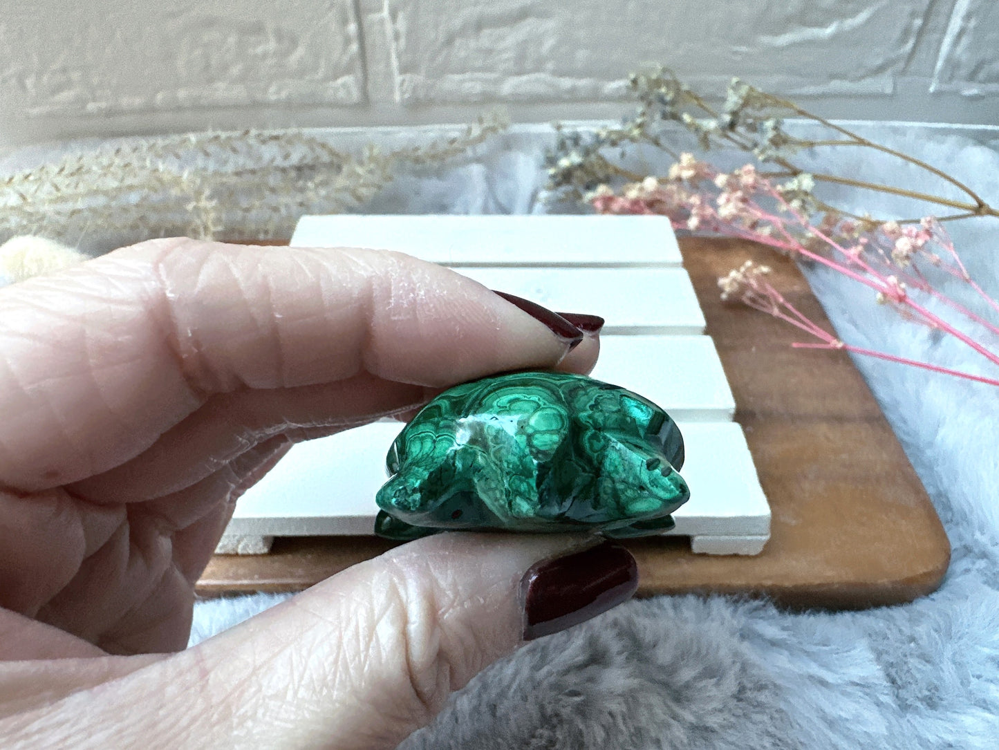 Small Malachite Turtle