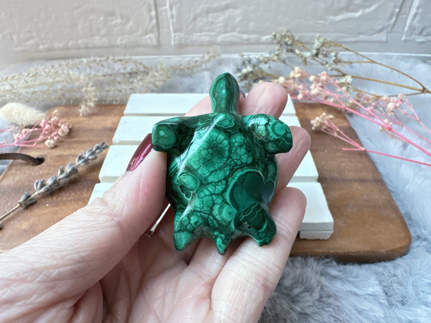 Small Malachite Turtle